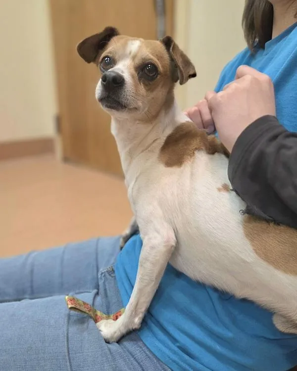 An adult small-sized male Chihuahua dog named Thackery Binx for adoption in Kennewick, WA