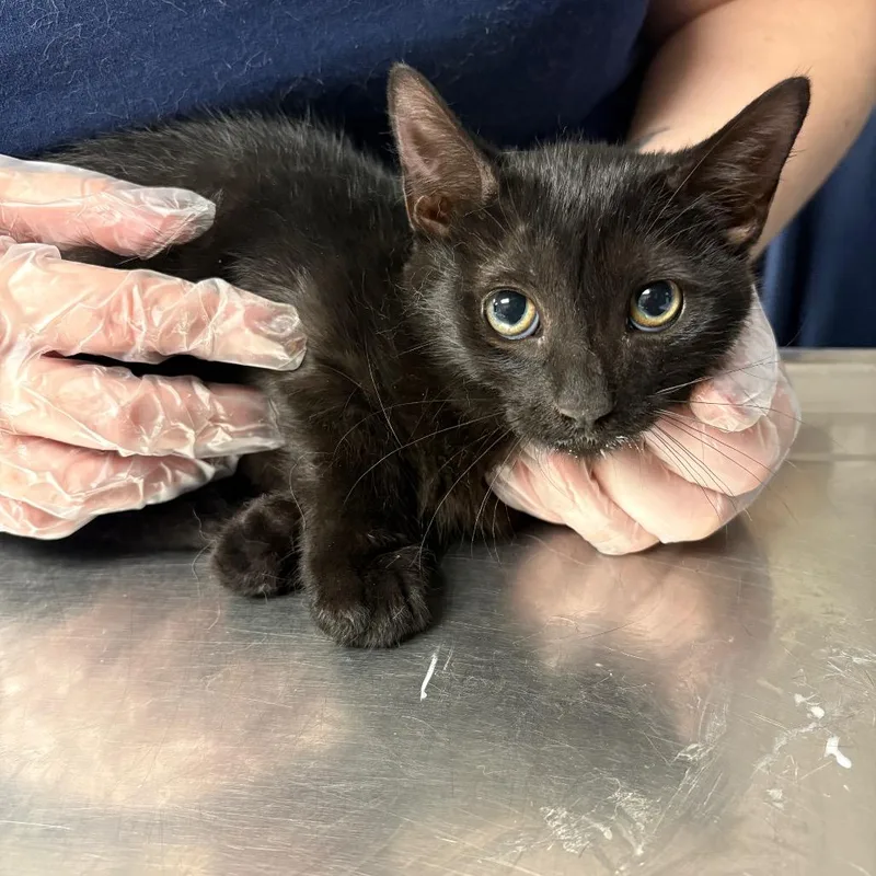 A baby small-sized male Black Domestic Short Hair cat named Bones for adoption in Newark, NJ
