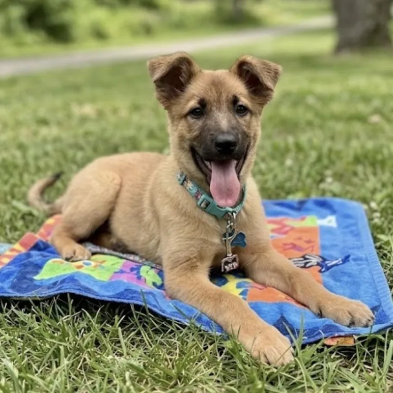 A baby small-sized female Golden German Shepherd Dog dog named Tater Tot for adoption in Griffin, GA