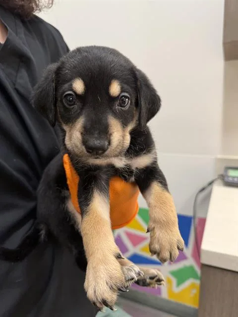 A baby small-sized male German Shepherd Dog dog named Daredevil for adoption in Baytown, TX