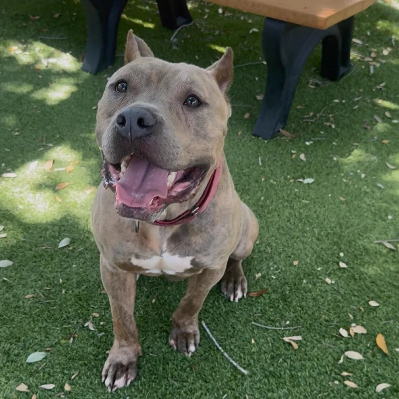 An adult large-sized male Brindle Mixed Breed dog named Zajan for adoption in Port Charlotte, FL
