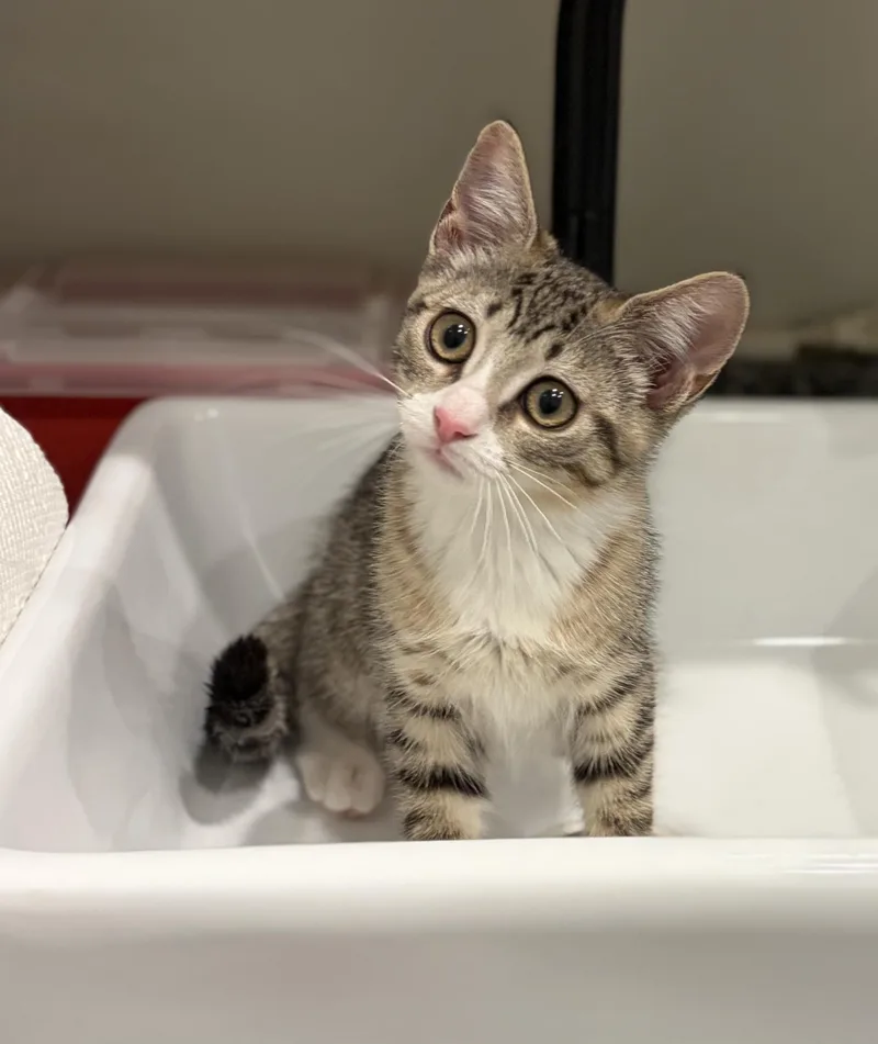A baby medium-sized male Tabby (Tiger Striped) Domestic Short Hair cat named Austyn for adoption in South Lyon, MI