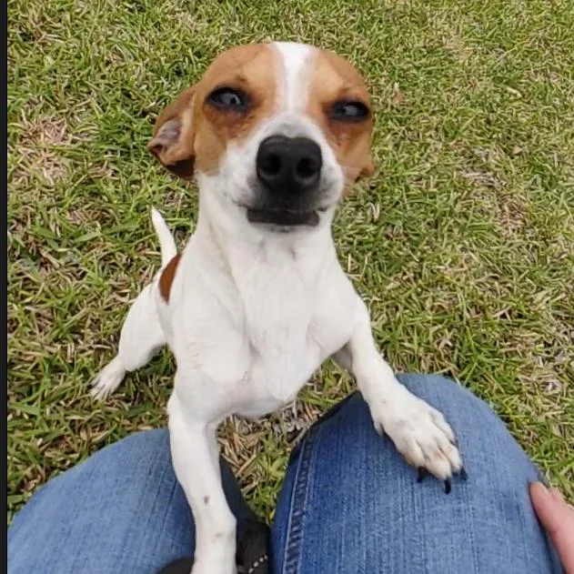 An adult small-sized male Bicolor Chihuahua dog named Nugget for adoption in Seguin, TX