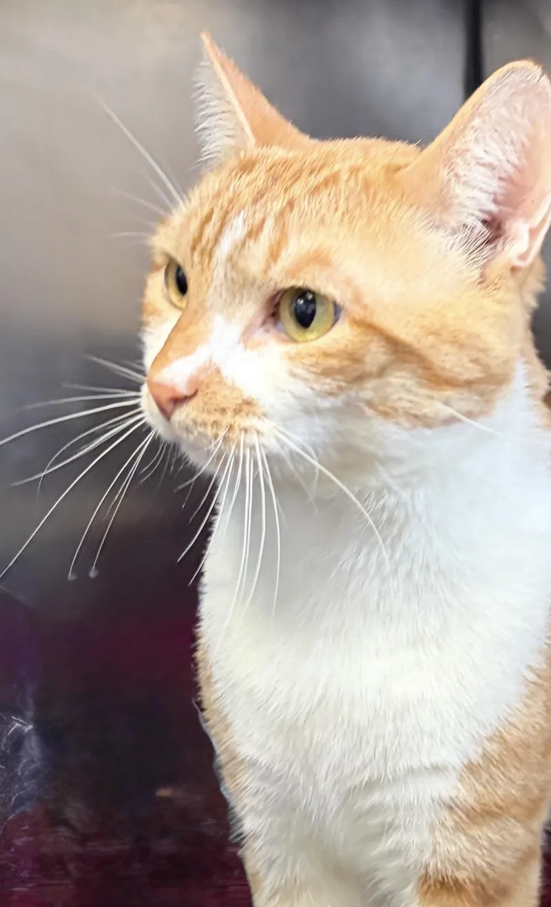 An adult medium-sized male Orange & White Domestic Short Hair cat named Kirby for adoption in Somerset, NJ