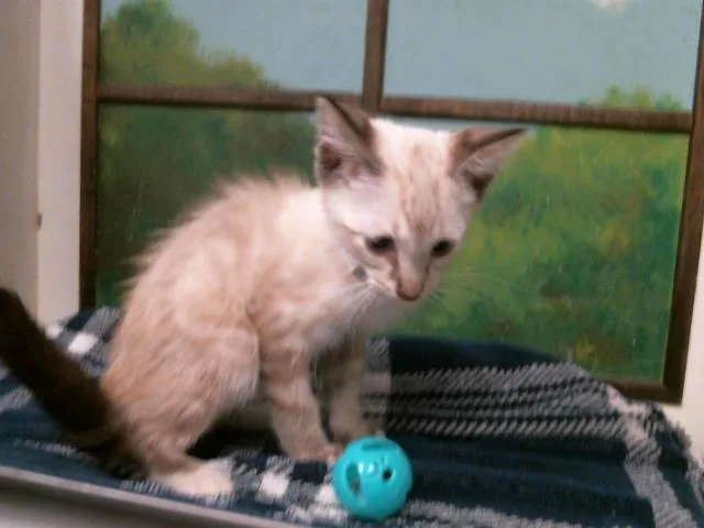 A baby small-sized male Siamese cat named Bob for adoption in Houston, TX