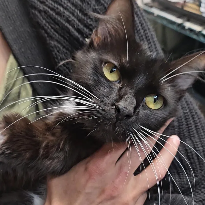 A young medium-sized female Black Domestic Long Hair cat named Knox N.  Friendly for adoption in New York, NY