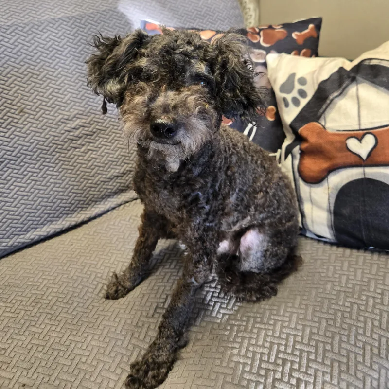 An adult small-sized male Miniature Poodle dog named Chandler for adoption in Normal, IL