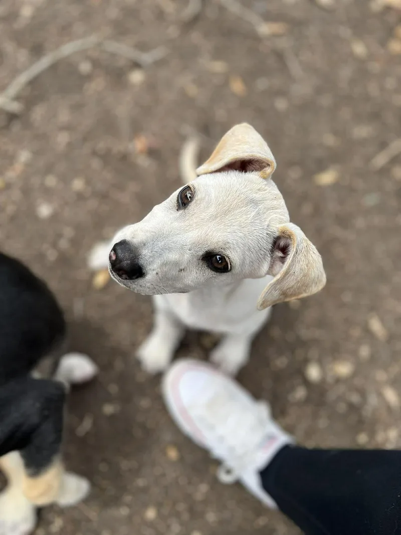 A baby medium-sized male White / Cream Labrador Retriever dog named Ferb for adoption in Mico, TX
