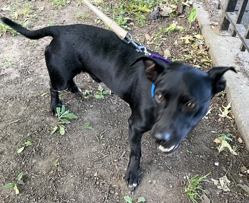 Dough thumbnail 3