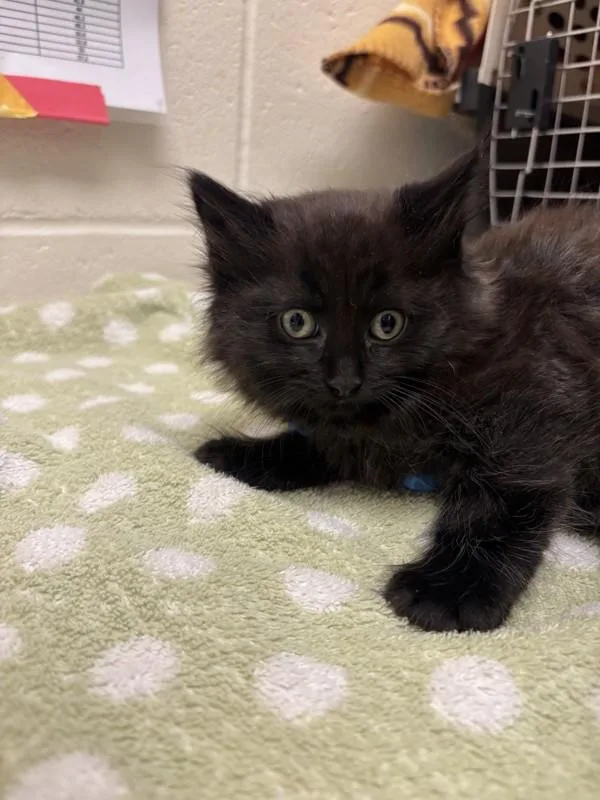 A baby small-sized male Domestic Long Hair cat named Traffic Cone for adoption in Santa Rosa, CA