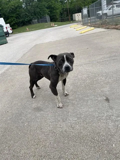 An adult small-sized male Pit Bull Terrier dog named Cosmo for adoption in Killeen, TX