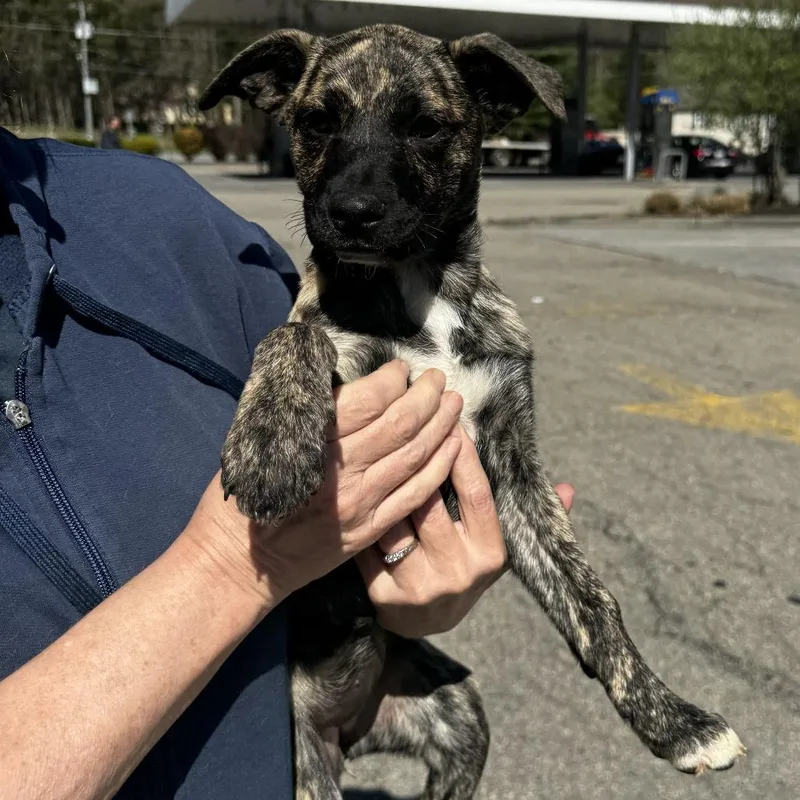 A baby medium-sized female Brindle Treeing Walker Coonhound dog named Ny Lilana Avail Apr for adoption in Eastford, CT