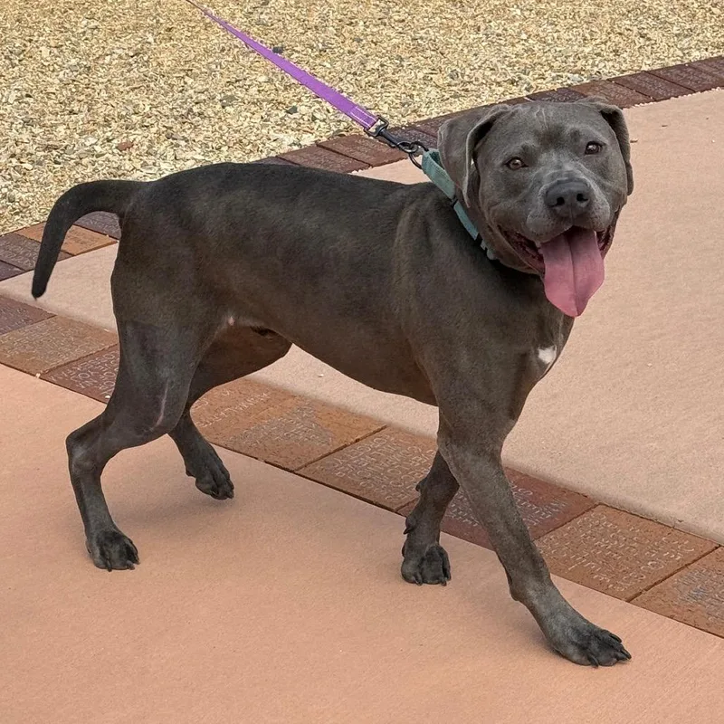 An adult large-sized male Gray / Blue / Silver Pit Bull Terrier dog named Titan for adoption in Albuquerque, NM
