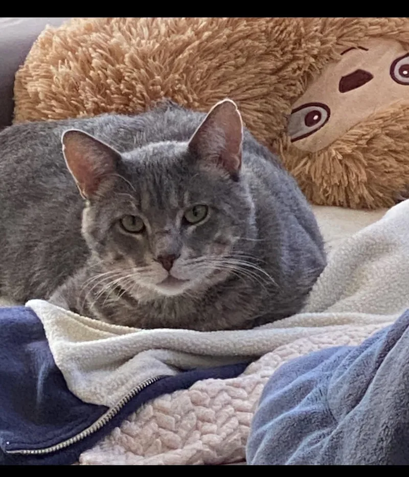 An adult medium-sized male Gray / Blue / Silver Domestic Short Hair cat named Baby for adoption in Champaign, IL