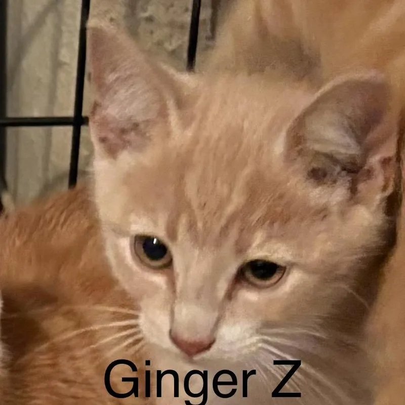 A baby small-sized male Orange / Red Domestic Short Hair cat named Ginger Z for adoption in Quakertown, PA