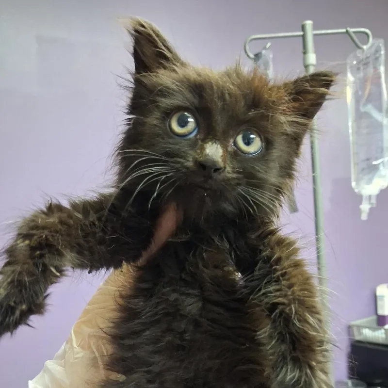 A baby small-sized female Domestic Long Hair cat named G.I. Jane for adoption in Newark, NJ
