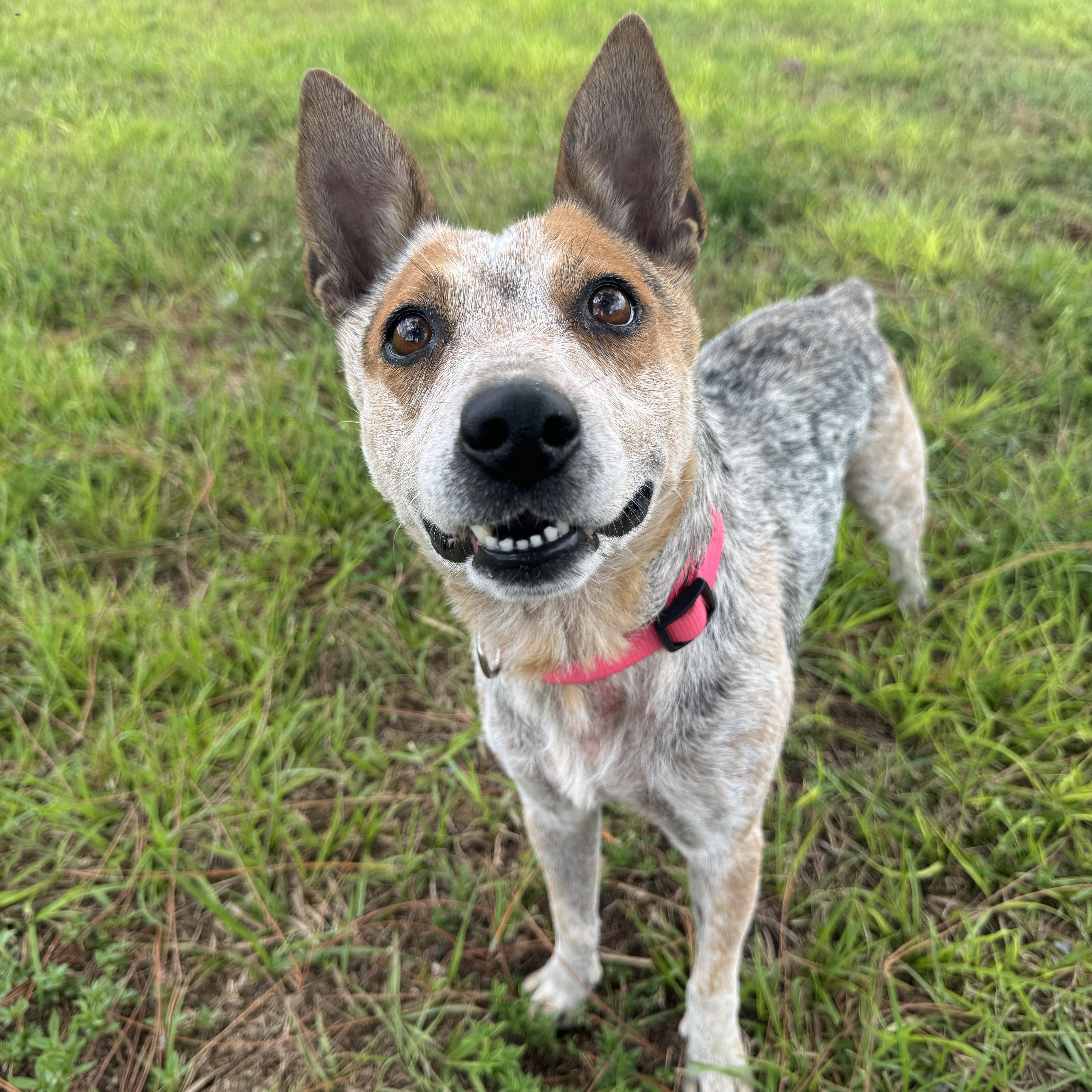 An adult small-sized female Bicolor Cattle Dog dog named Kelby for adoption in Myakka City, FL