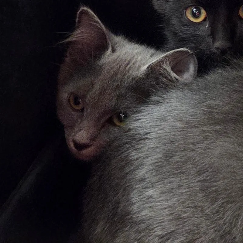 A baby small-sized female Gray / Blue / Silver Domestic Short Hair cat named Gilly for adoption in Chattanooga, TN