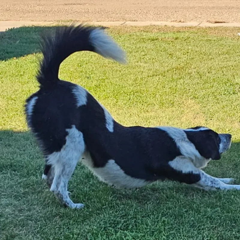 An adult large-sized male White / Cream Mixed Breed dog named TikTik for adoption in Bismarck, ND