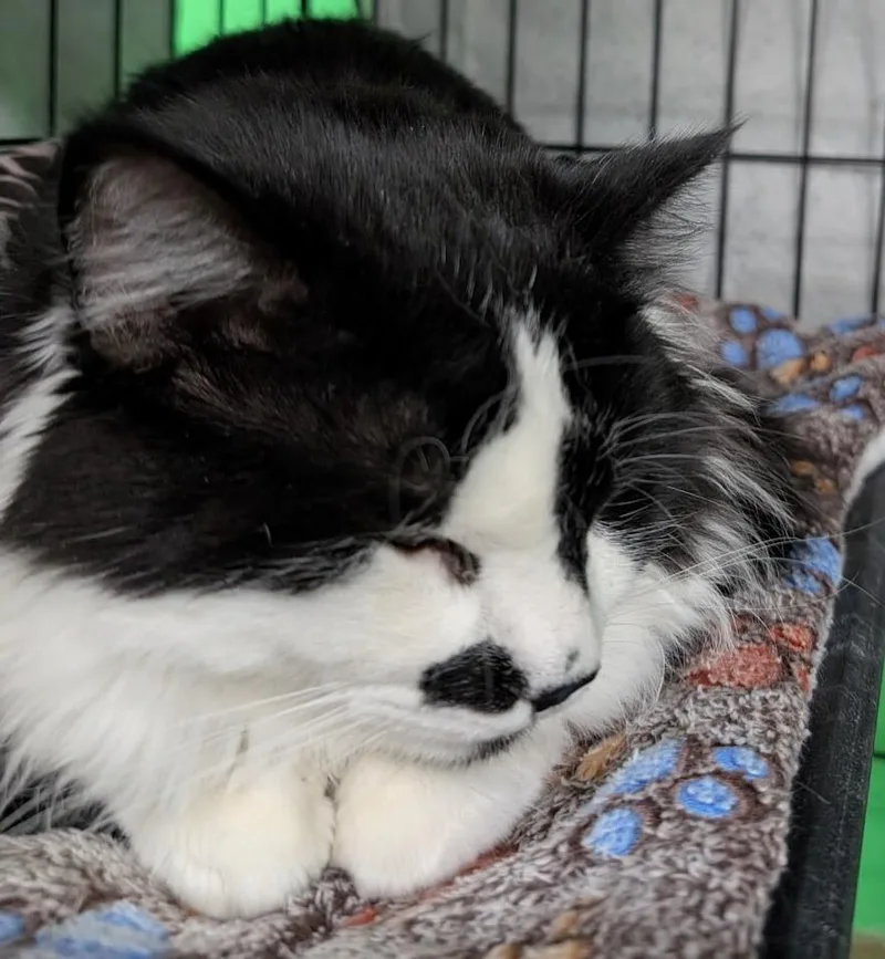 A young medium-sized male Domestic Medium Hair cat named Pierre for adoption in Adrian, MI