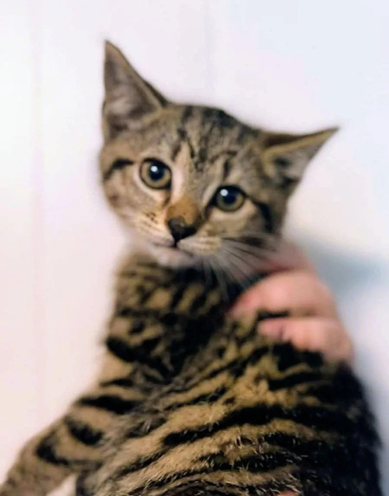 A young medium-sized female Domestic Short Hair cat named Lovie for adoption in Forest, VA