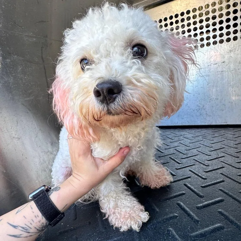 An adult small-sized female White / Cream Bichon Frise dog named Hali for adoption in Birmingham, AL