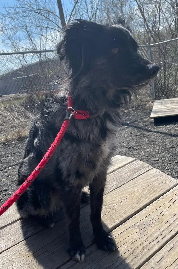 An adult medium-sized male Australian Shepherd dog named Presto for adoption in Fall River, MA