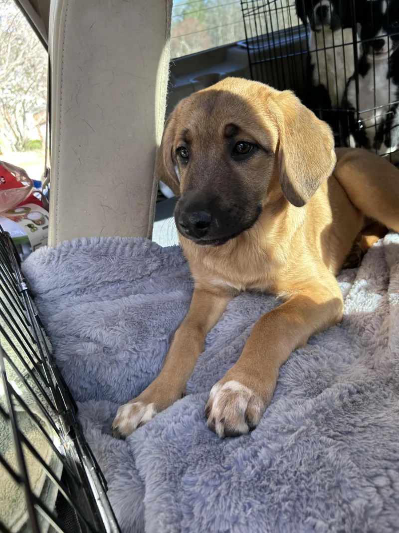Heidi