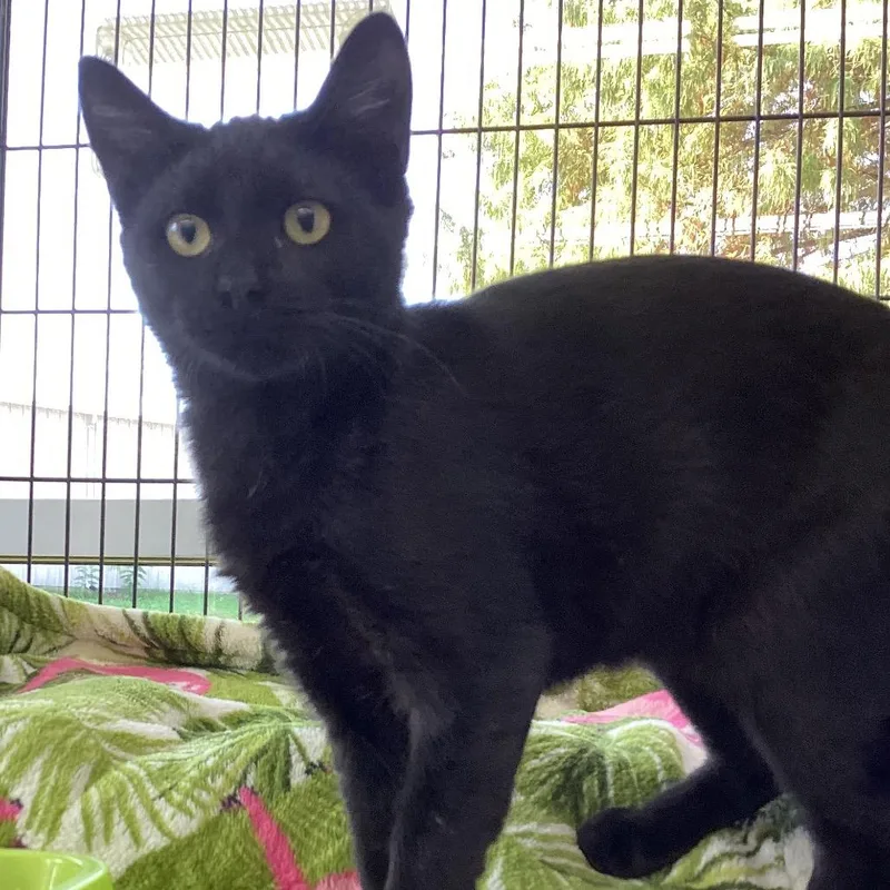 A baby medium-sized male Domestic Short Hair cat named Sweet Potato for adoption in Montgomery, AL