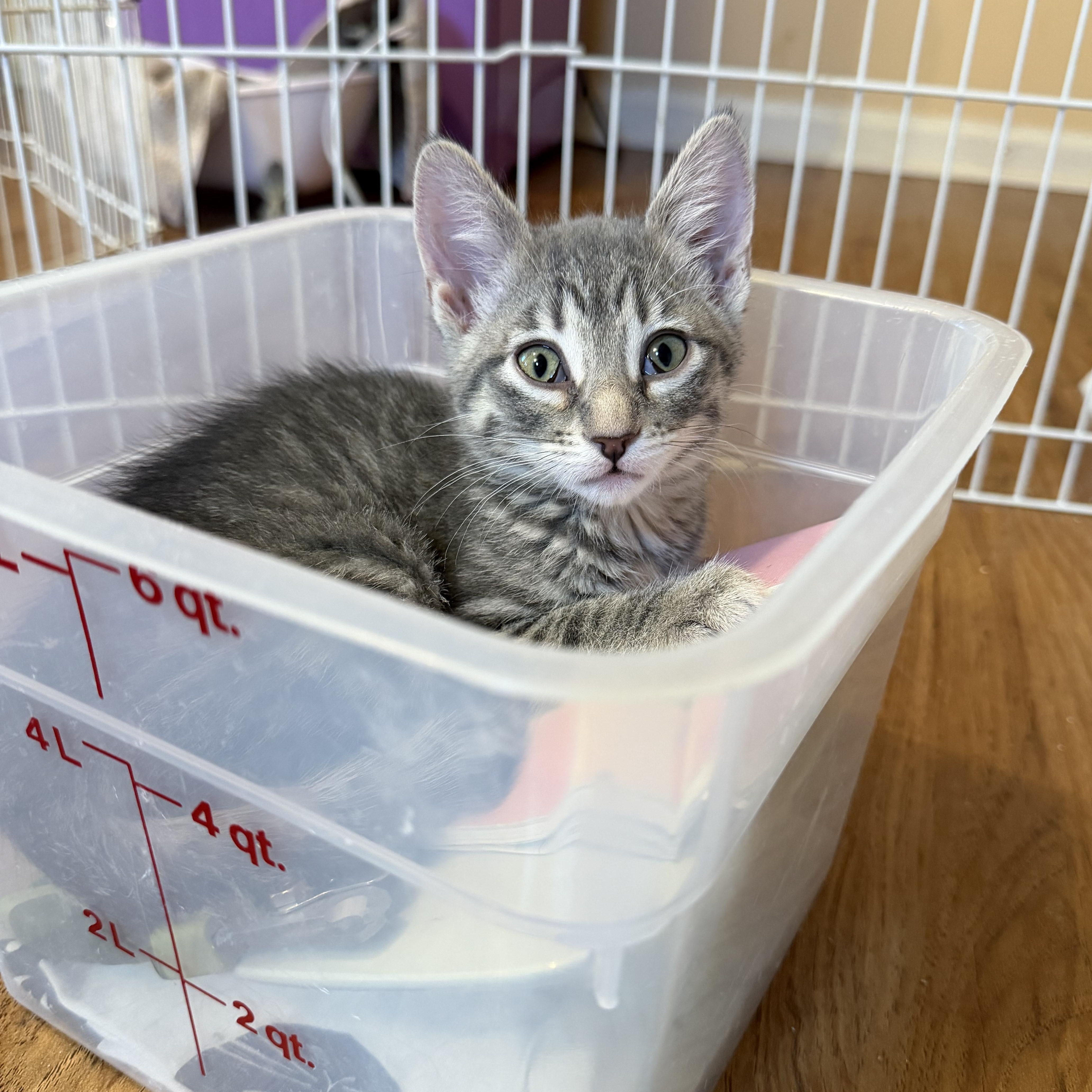 A baby medium-sized female Black & White / Tuxedo Domestic Short Hair cat named Gabriella & Olga for adoption in Plainfield, IL