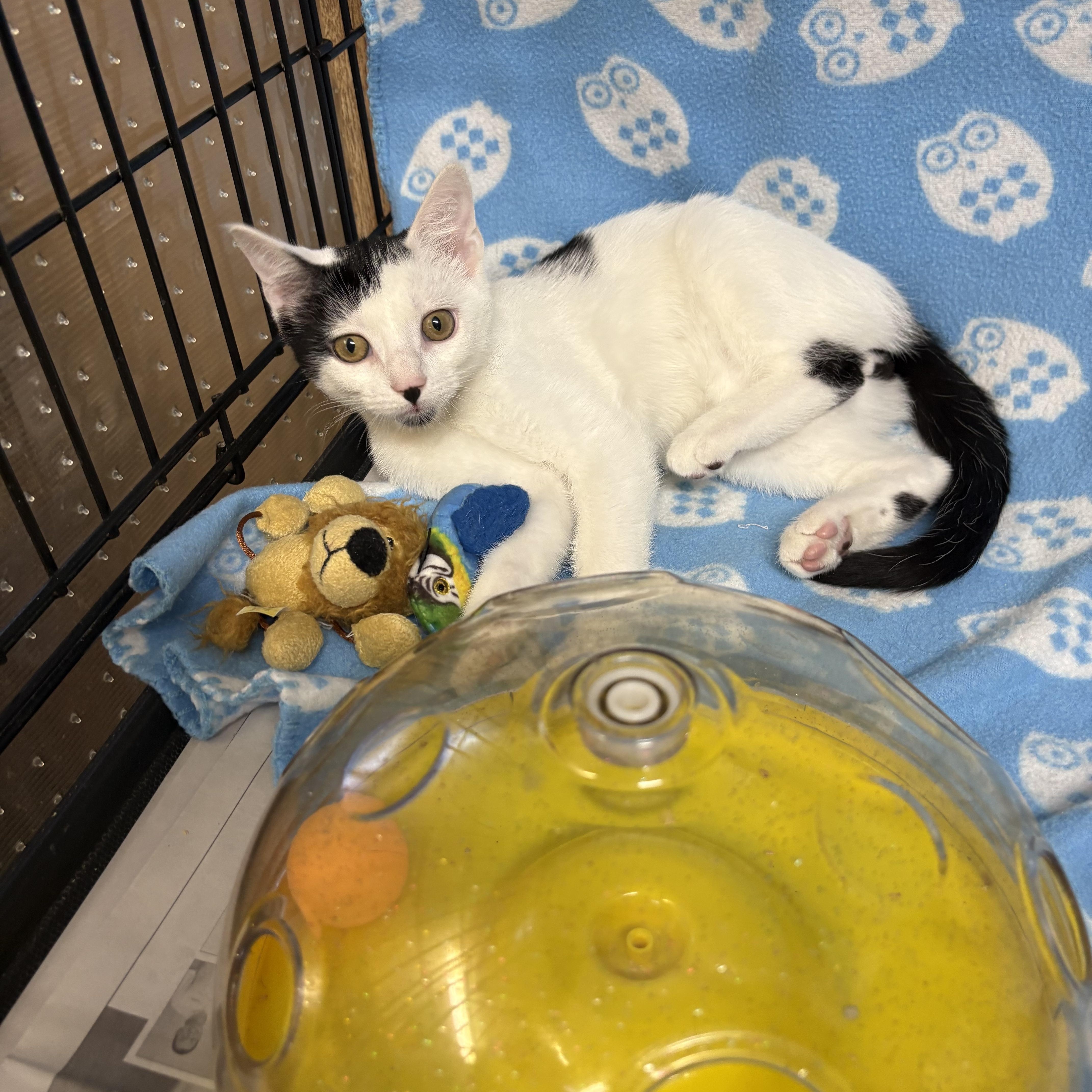 Baby Oreo thumbnail 2