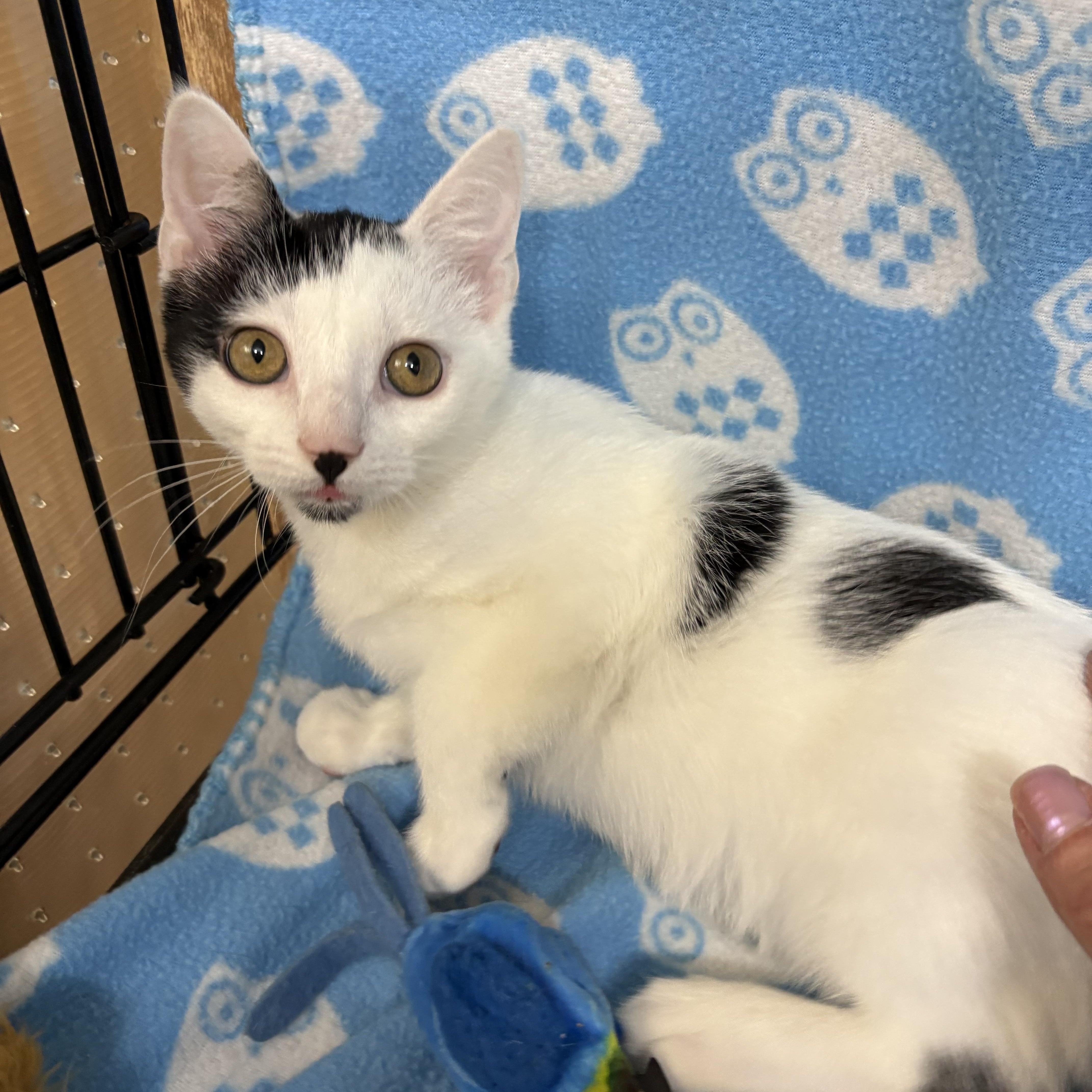 Baby Oreo thumbnail 3