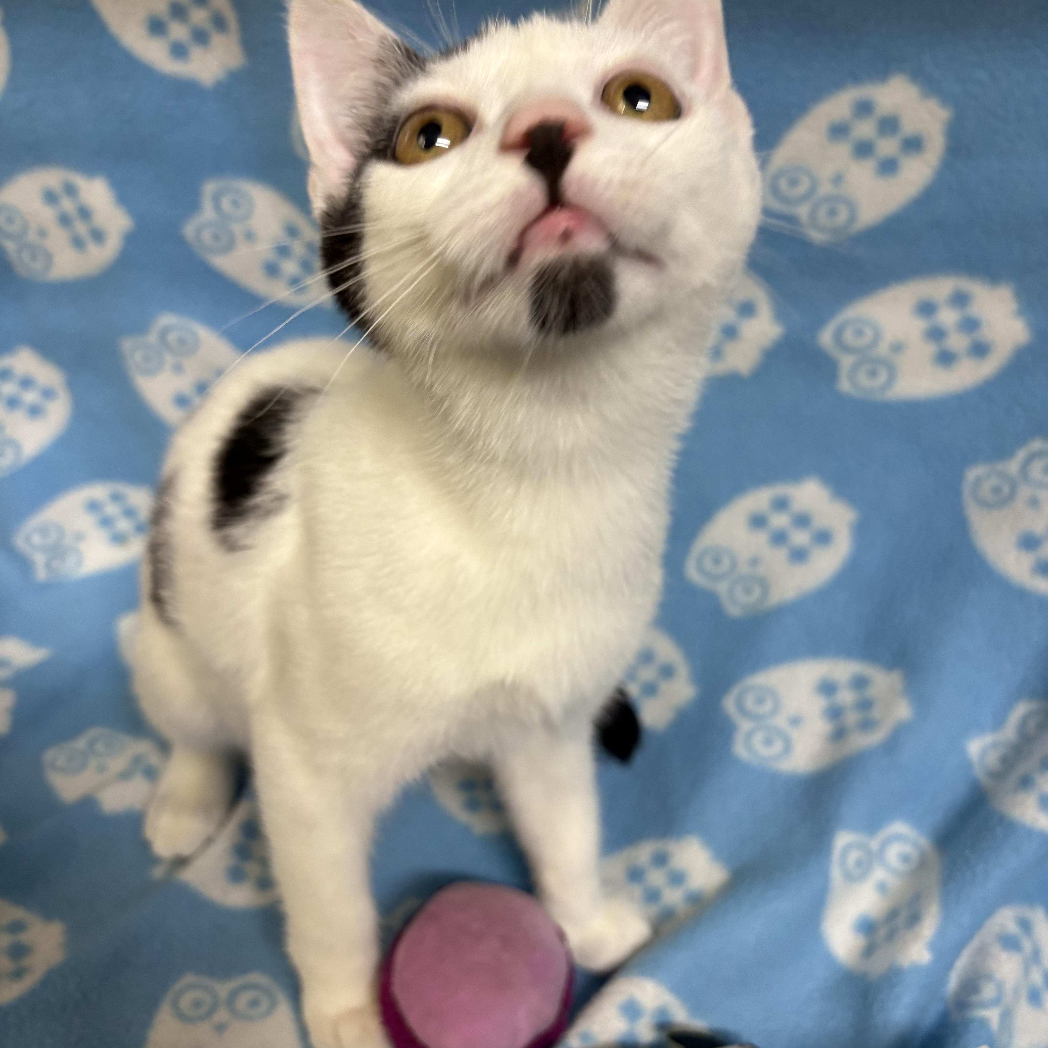 Baby Oreo thumbnail 4