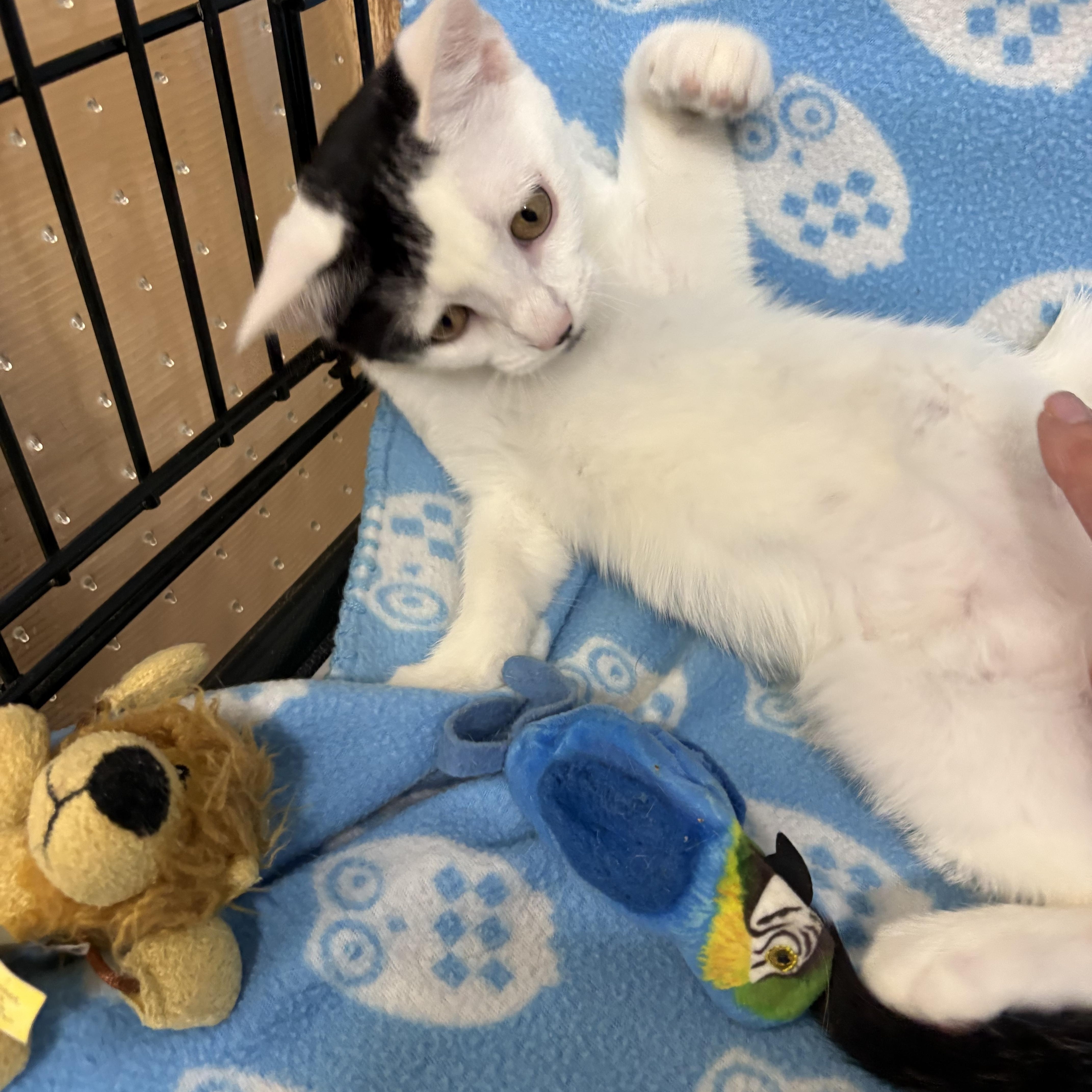 Baby Oreo thumbnail 5