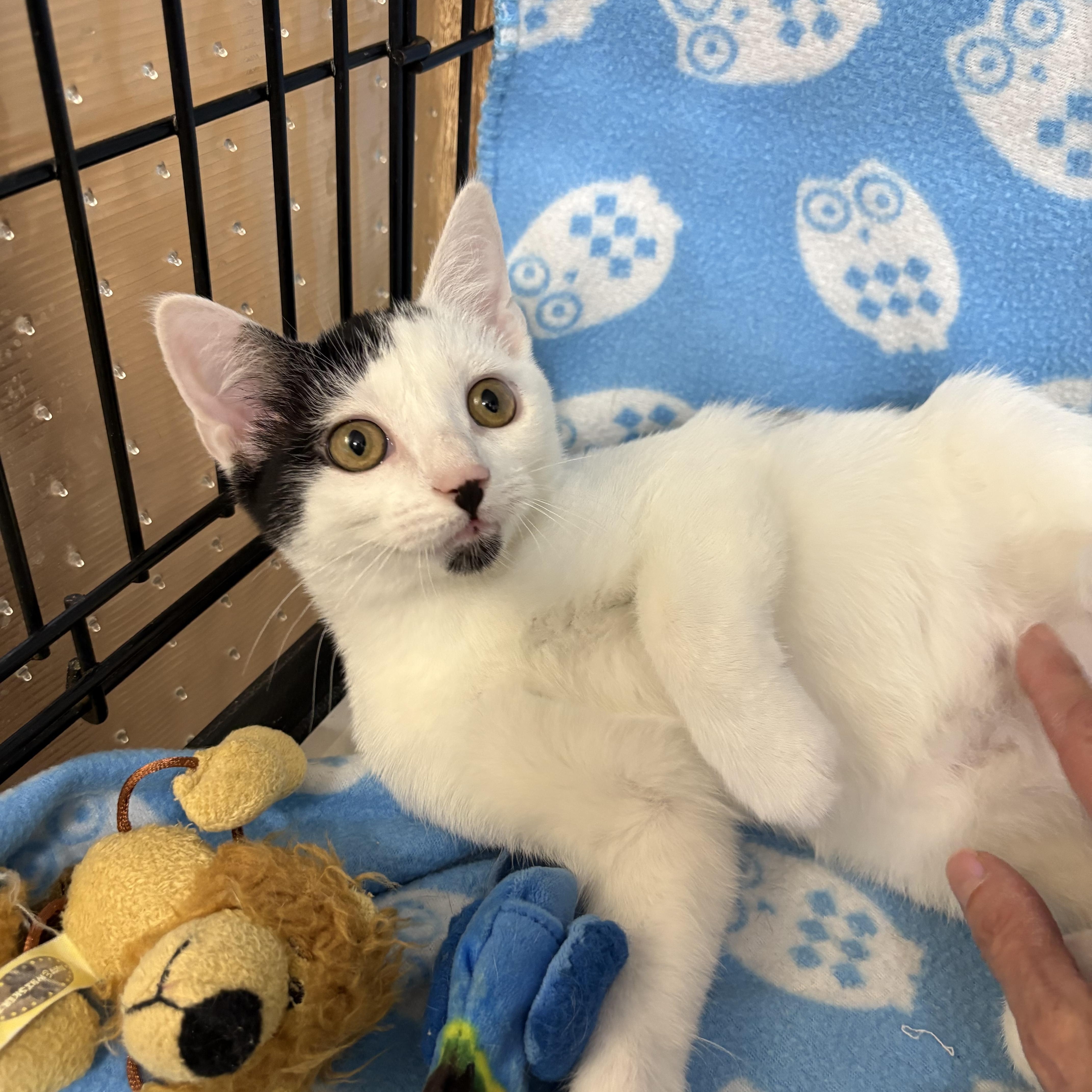 Baby Oreo thumbnail 6