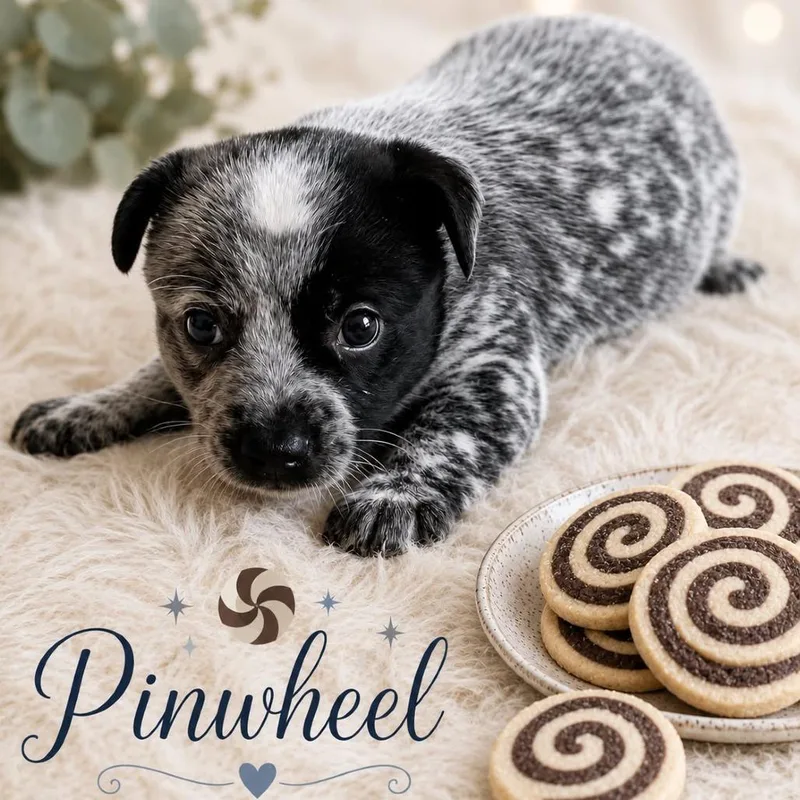 Pinwheel