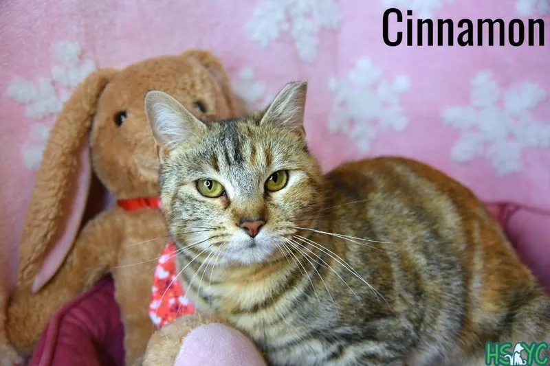 A young medium-sized female Domestic Short Hair cat named Cinnamon for adoption in Fort Mill, SC