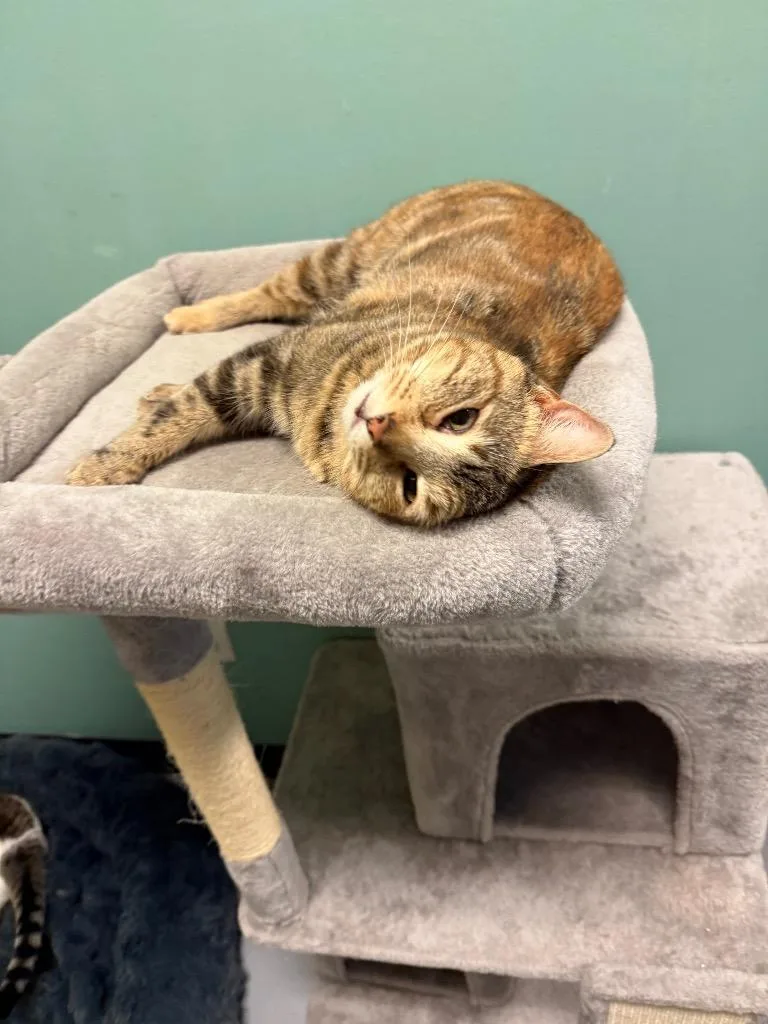 Cinnamon thumbnail 2