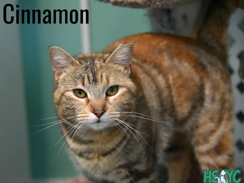 Cinnamon thumbnail 3