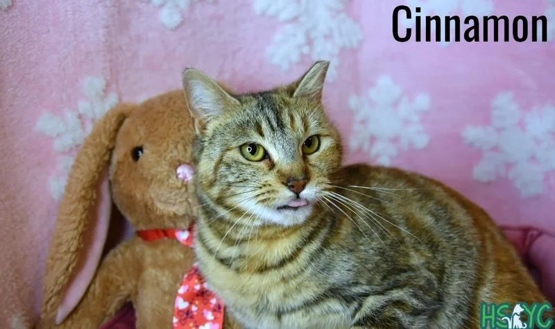 Cinnamon thumbnail 4