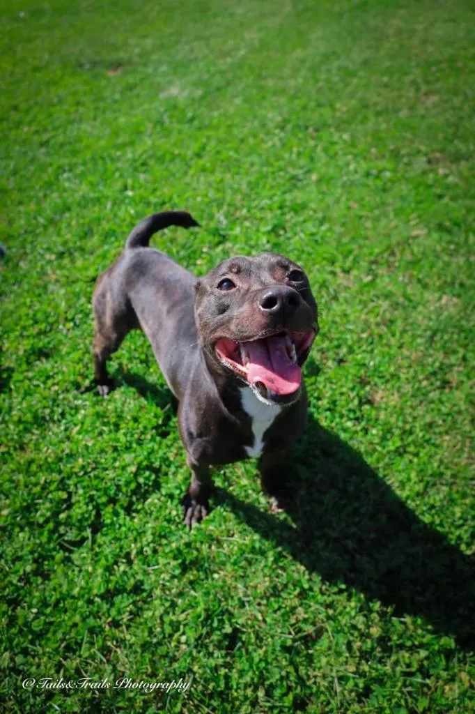 A young medium-sized male Mixed Breed dog named Kojack for adoption in Greensburg, IN