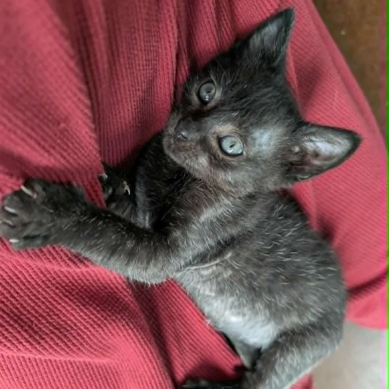A baby small-sized male Black Domestic Short Hair cat named Tartan for adoption in Bastrop, TX