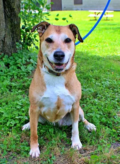 An adult large-sized female Labrador Retriever dog named Erin for adoption in Morton Grove, IL