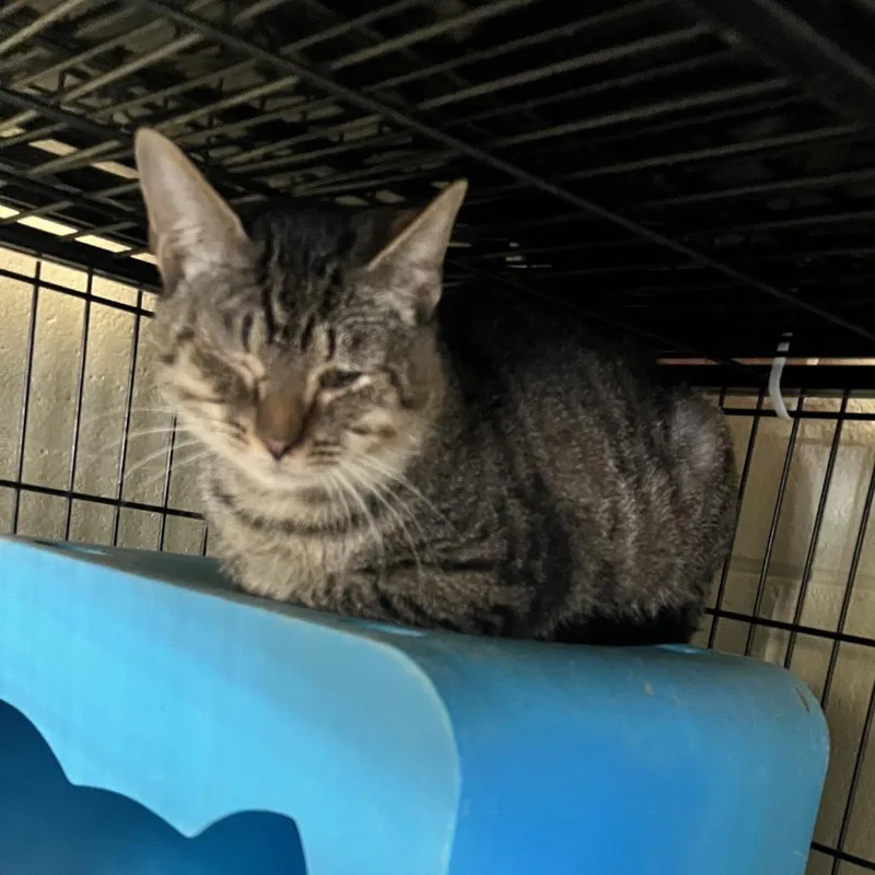 An adult small-sized male Gray / Blue / Silver Domestic Short Hair cat named Brock for adoption in Columbus, NC
