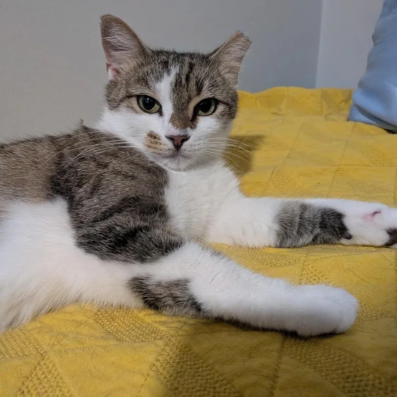 A young medium-sized female White Domestic Short Hair cat named Cici Wing Cat for adoption in Fort Belvoir, VA