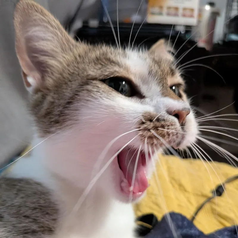 Cici Wing Cat thumbnail 3