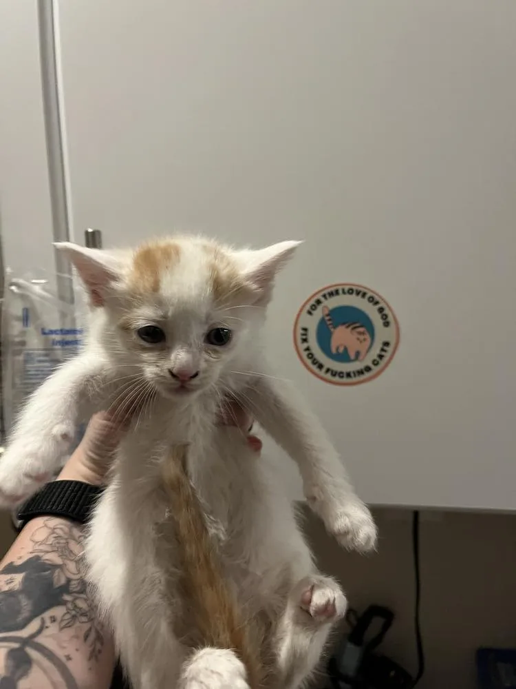 A baby small-sized female Orange & White Domestic Short Hair cat named Daffodil for adoption in Emerald Isle, NC