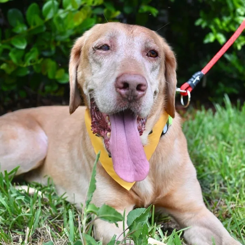 A senior large-sized male Golden Labrador Retriever dog named John for adoption in Lauderhill, FL