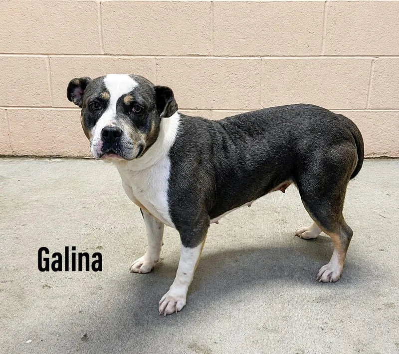 A young large-sized female Staffordshire Bull Terrier dog named Galina for adoption in Clearfield, KY