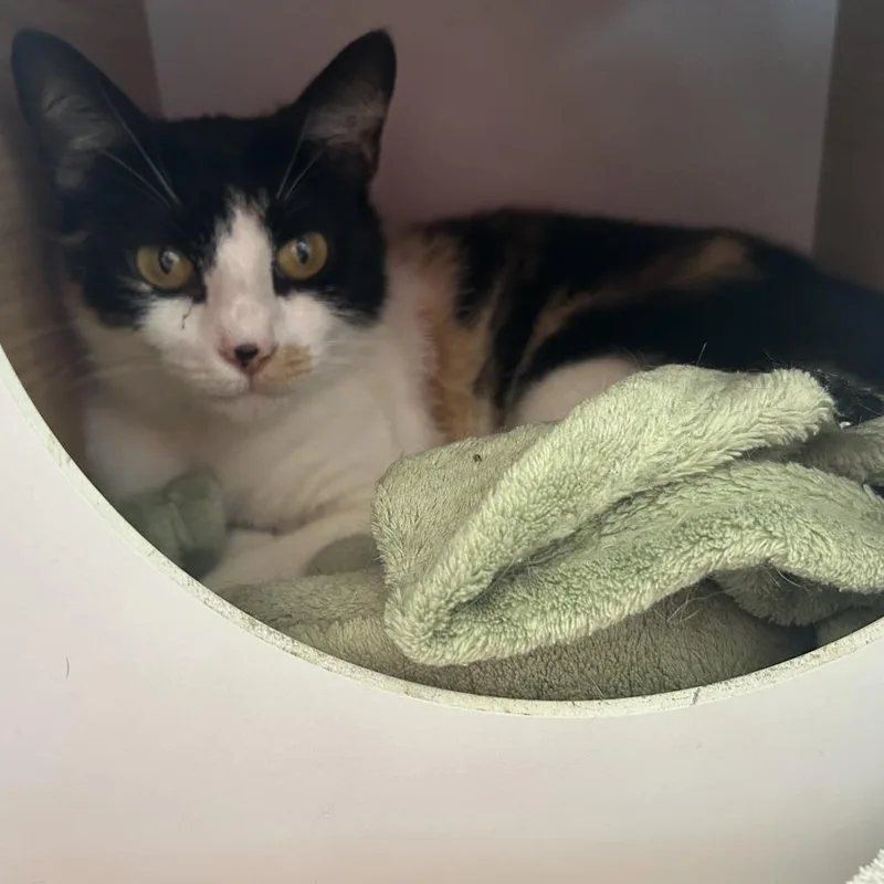 An adult medium-sized female Calico Domestic Short Hair cat named Ezra for adoption in Leander, TX